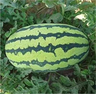 HY. WATER MELON KUSHBU